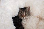 Load image into Gallery viewer, img
